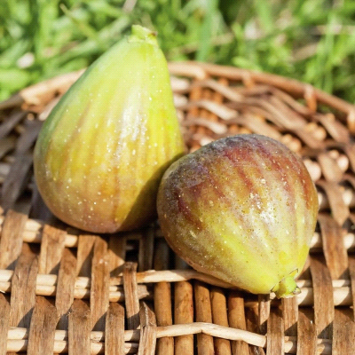 Goutte D’Or