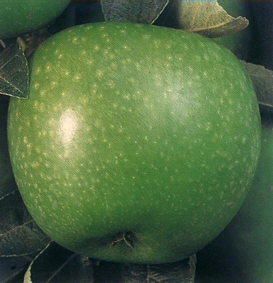 Granny Smith