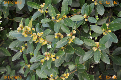 Laurus nobilis