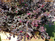 Loropetalum chinense Black Pearl