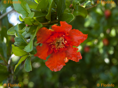 Melograno Wonderfull Cespuglio