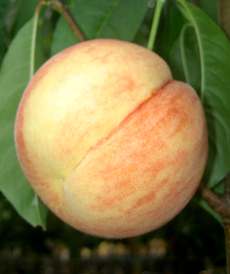 Michelini