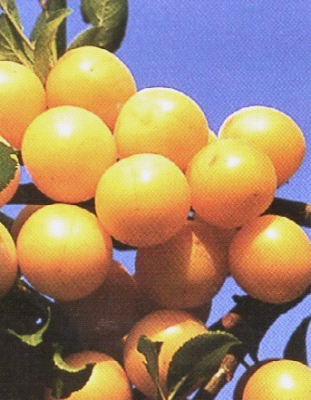 Mirabelle Di Nancy