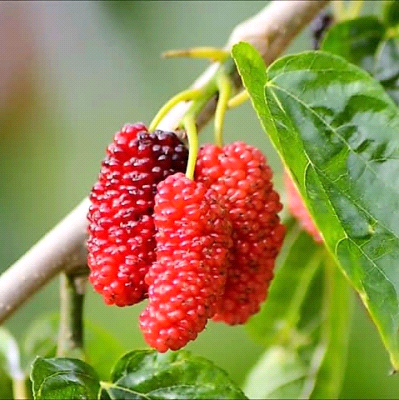 Gelso Rosso
