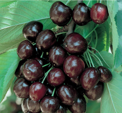 Mora Di Cazzano