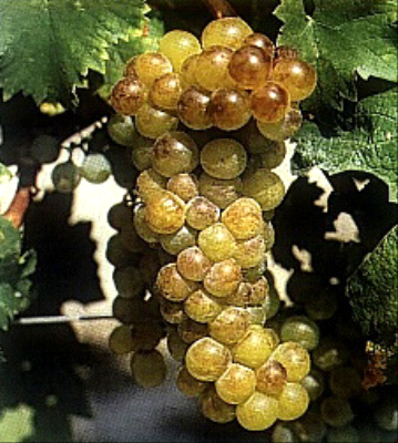 Moscato Bianco