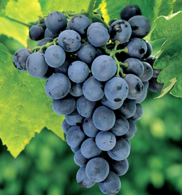 Moscato D’Amburgo