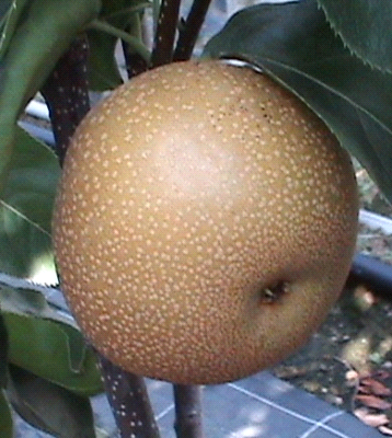 Nashi Hosui