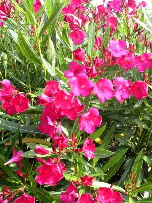 Nerium Oleander