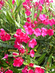 Nerium Oleander