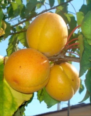 Palummella