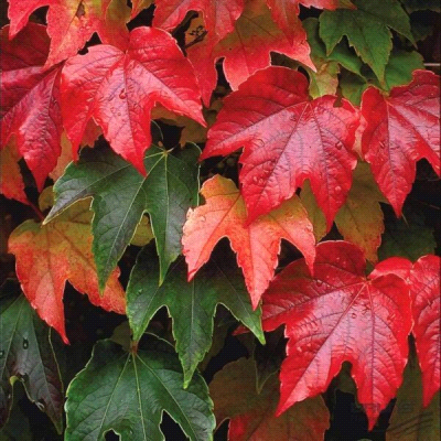 Parthenocissus tricuspidata Veitchii