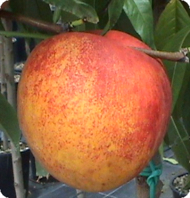 Pesco Della Vigna