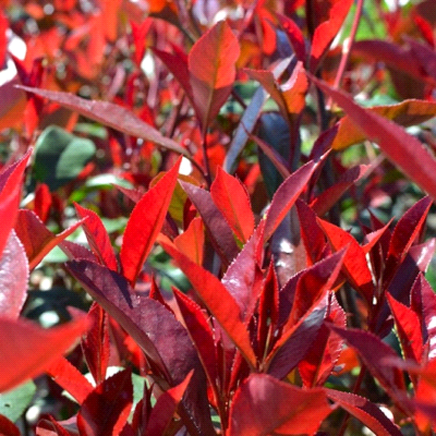Photinia x Fraseri Compacta Carrè Rouge