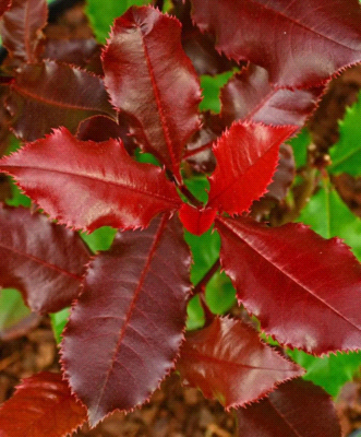 Photinia x Fraseri Magical Volcano