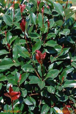 Photinia x Fraseri Red Robin