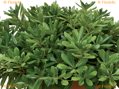 Pittosporum tobira Nanum