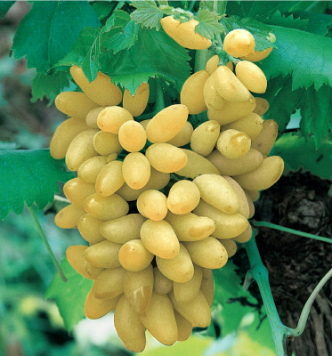 Pizzutello Bianco