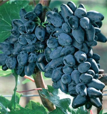 Pizzutello Nero