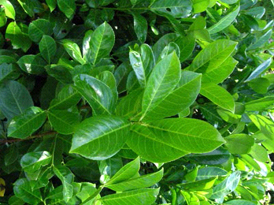 Prunus laurocerasus “Novita”