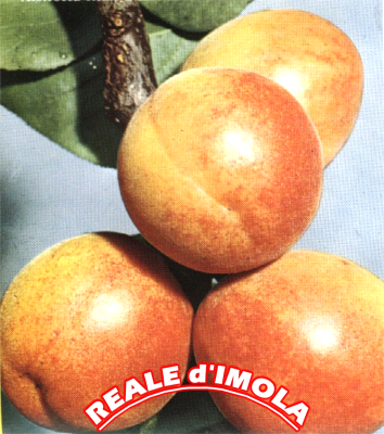Reale D’Imola