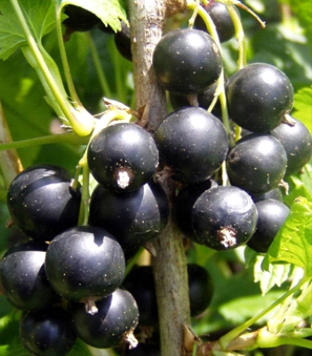 Ribes Nero Noir de Bourgogne