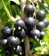 Ribes Nero Noir de Bourgogne