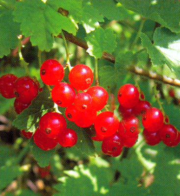 Ribes Rosso Jonekheer