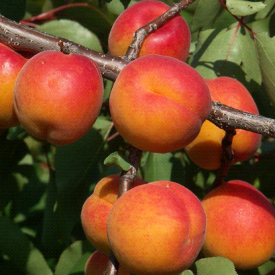 Rouge De Roussillon