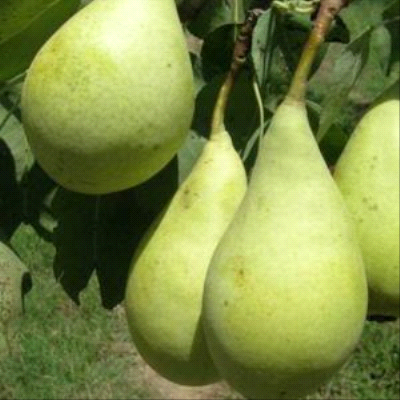 Spadona
