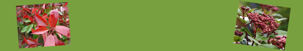 bottombanner