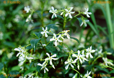 Trachelospermum jasminoides