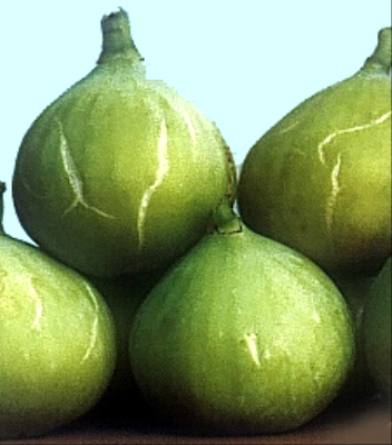 Verdino