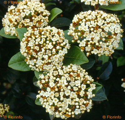 Viburnum tinus “Eve Price”