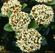 Viburnum tinus “Eve Price”