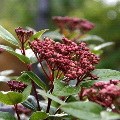 Viburnum tinus “Spirit”