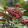 Viburnum tinus “Spirit”
