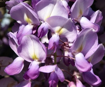 Wisteria brachybotrys Iko Yama Fuji