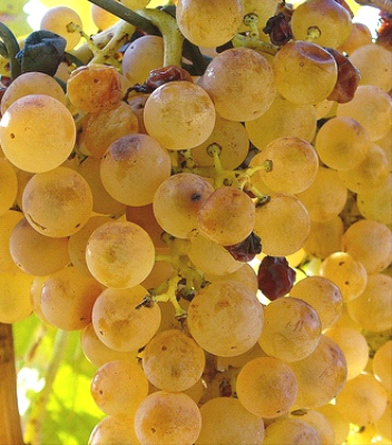 Zibibbo