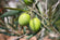 Ascolana
